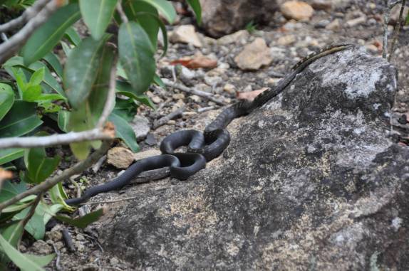 Uma das dezenas de cobras que vimos na caminhada ao The Quill, em Statia - Caribe